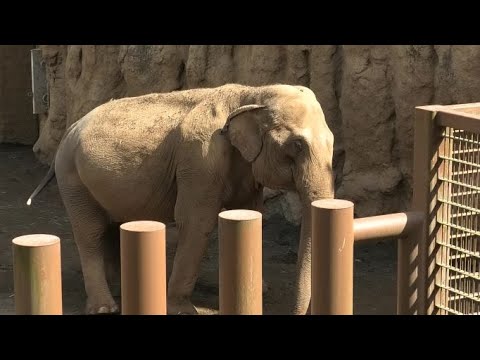 Anula and Vidula! Asian elephant, Antelope, Pelican, Oryx　アヌーラとヴィドゥラ！アジア象、カモシカ、ペリカン、オリックス、シフゾウ　多摩動物園