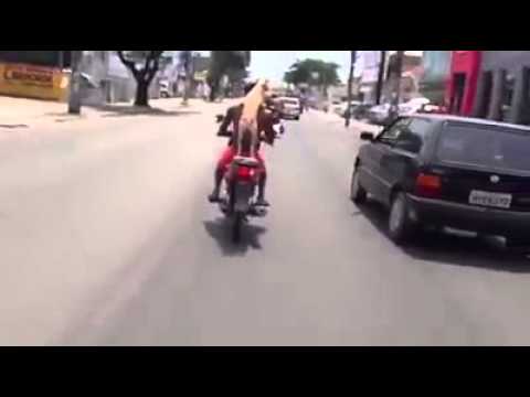 معاون السواق كلب !