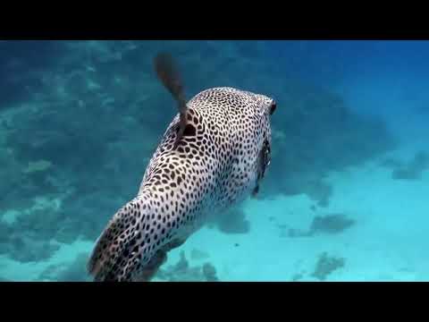 Lindas imagens + Harpa Cristã - Fundo Musical  Rerivaldo Lira Piano Calmo #harpacristã