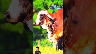 Download lagu gorur video guru tiktok #shortsviral #subscribers #10k #bigcow mp3