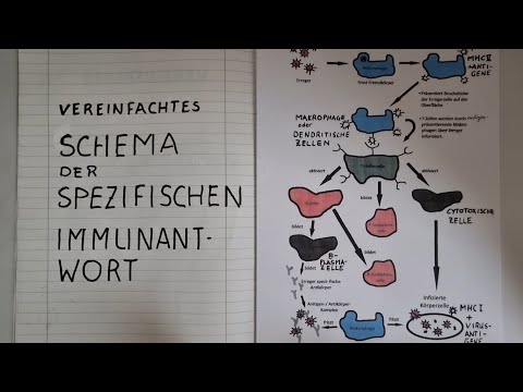 Spezifische IMMUNREAKTION: Auf ALLES die richtige Antwort | lessonsathome