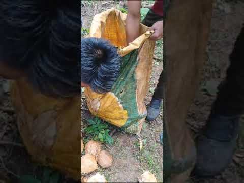 A grade fresh coconut