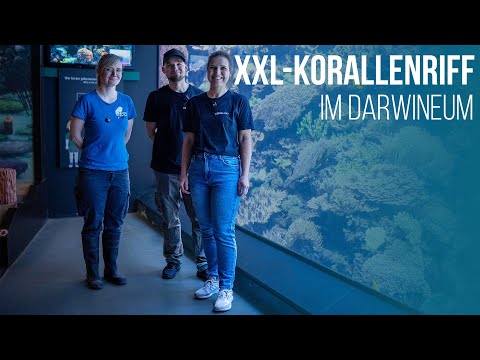 Coralaxy on Tour | XXL-Korallenriff im Zoo Rostock | 60.000 Liter Meerwasser im Darwineum
