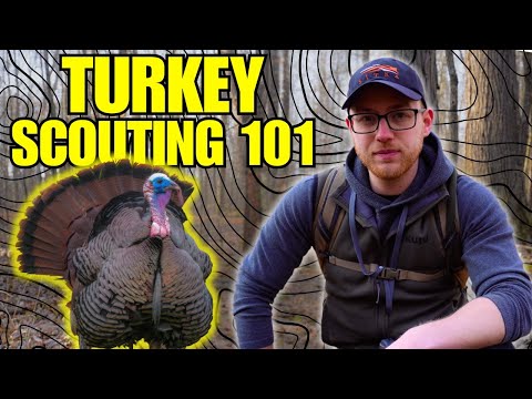 Scout Turkeys Fast: Food Sources, Roosts & Strut Zones