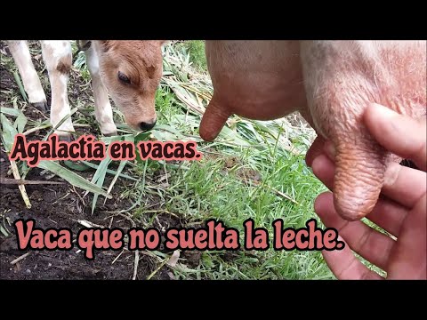 , title : 'Agalactia en vacas. Vacas que no sueltan la leche. Agalactia in cows. Cows that do not release milk.'