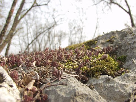 Hiking to Monte Calisio from Villamontagna