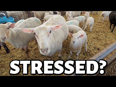 Spring has been stressful ...sheep chores, Jess's new venture and MORE chatty tractor confessionals
