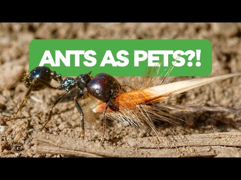 Che Cos'è l'Ant Keeping? - Guida All'Ant Keeping per Principianti