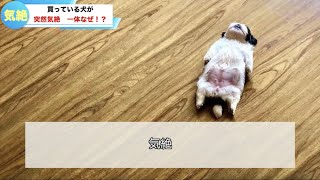 きれいに仰向けで倒れる犬！？その理由が笑っちゃう