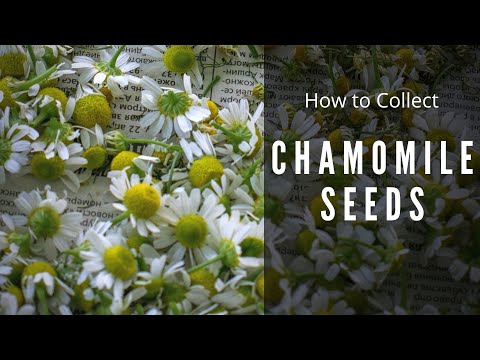 How to save Chamomile Seeds | Collect Matricaria Chamomilla
