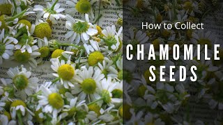 How to save Chamomile Seeds | Collect Matricaria Chamomilla