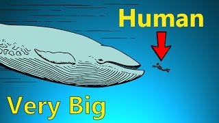 How Big Do Sea Creatures Get?
