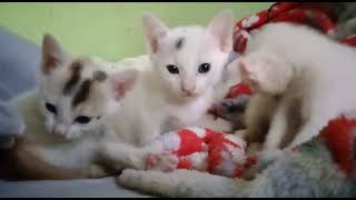 # Little Kitten enjoying their leisure time #