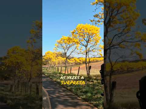 Esse LUGAR em SP vai te surpreender! 🤩