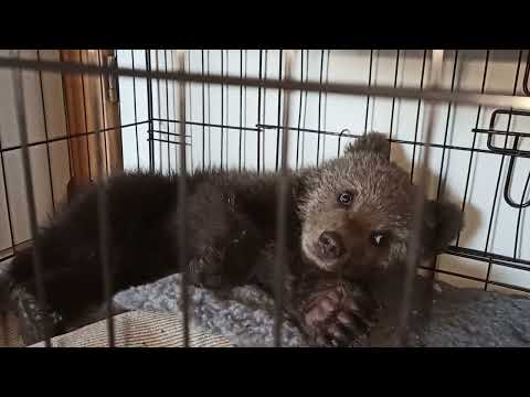 Pikku karhu nukahtaa.