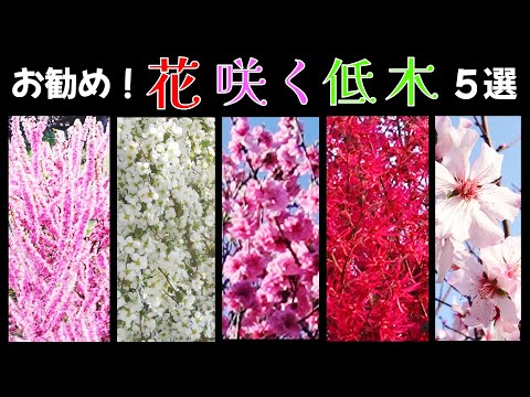 アイデア 開花期間が長い低木 春 夏 秋の花 太陽の部分 日陰の庭