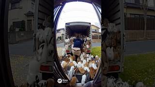 【サプライズ配達】ドアが出たら大量のうさぎが届いた！🚚🐰#うさぎ #大量のうさぎ #サプライズ #YouTubeショート #rabbit