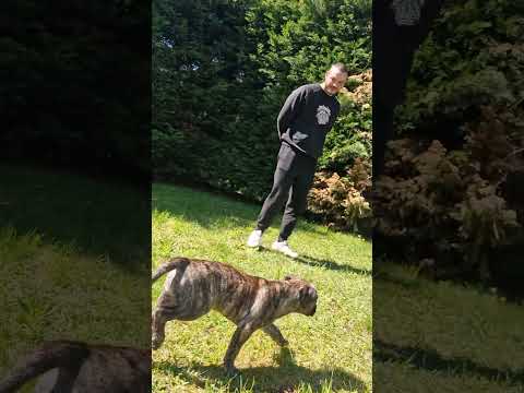Presa Canario Welpe kaufen