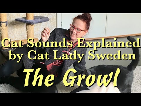 Cat Sounds Explained: The Growl