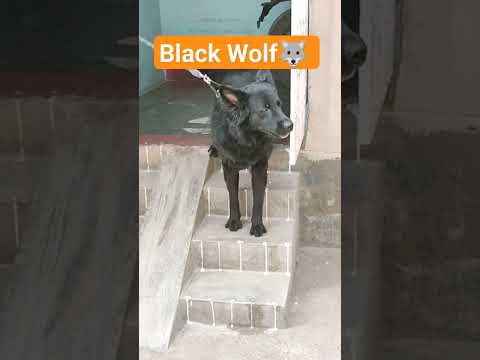 black wolf in the house #viral #vlog #narmada #love #shivastatue #indianriver #trending #travel