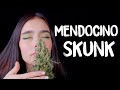 Mendocino Skunk Tommy Chong Collection by Paradise Seeds (Seed to Harvest) Mars hydro SP3000 LED