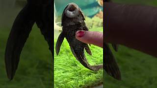 Download lagu Aquarium Fish 🐠 #fish #aquarium #shorts mp3