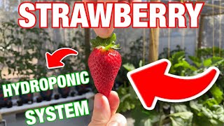 Thumbnail for video: How to Build a Super Simple Strawberry Hydroponic System