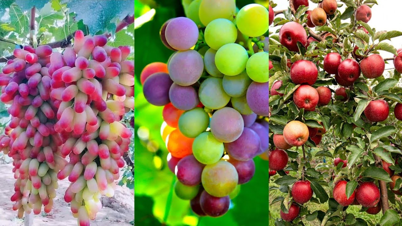 Fruit Hd Wallpaper Images/Mobile Wallpapers/Wallpapers For Mobile/Phone Wallpapers/Background Pics