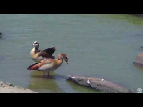 Egyptian Geese mating at Africa Animals cam. 06 March 2017