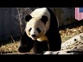 Giant panda mating calls deciphered by researchers - TomoNews