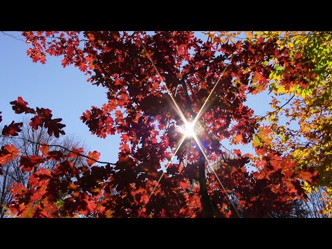 Temperate Deciduous Forest   Episode 1: Hardwood Forest