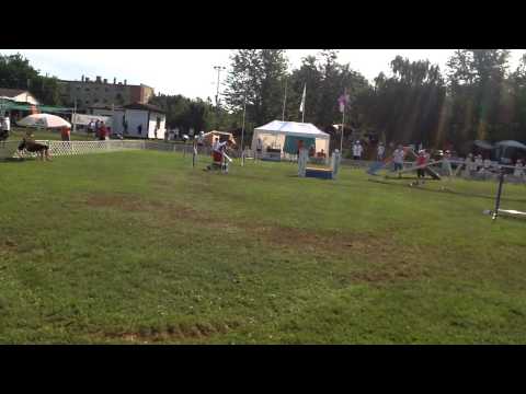 Davor i Elky EO2014 Agility Individual