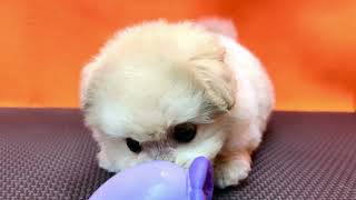 ハーフ犬の動画01