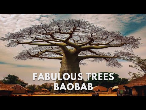 Baobab Tree: The Myth That Stands Upside Down - Natural Wonders 1