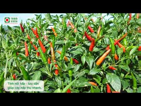 Thuốc trừ bệnh sinh học thế hệ mới DITACIN 8SL