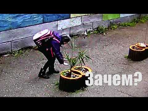 Смотреть видео на alushta24.org