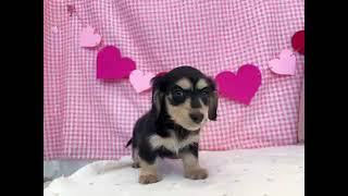 カニンヘンダックスフンドの動画01