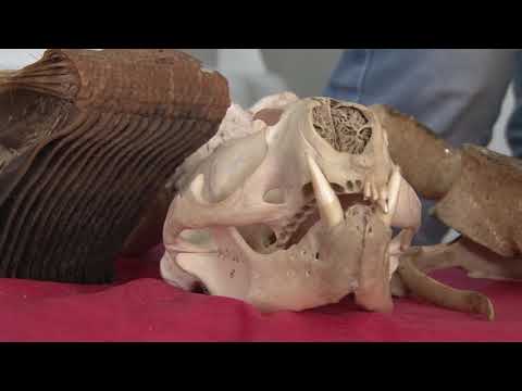 BOLETIM TJ UFSC - SEPEX - LAMAQ