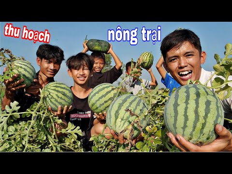 1 Ngày Khám Phá Nông Trại ( Đưa Hấu - Vú Sữa - Ổi ) Trong Vườn Trái Cây | Sang Vlog Làm Nông Dân