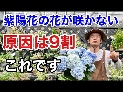 あじさい 植物
