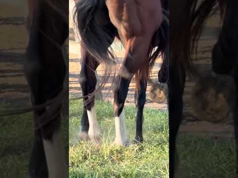 From leg BS👣 #horse #animals #shorts #fyp
