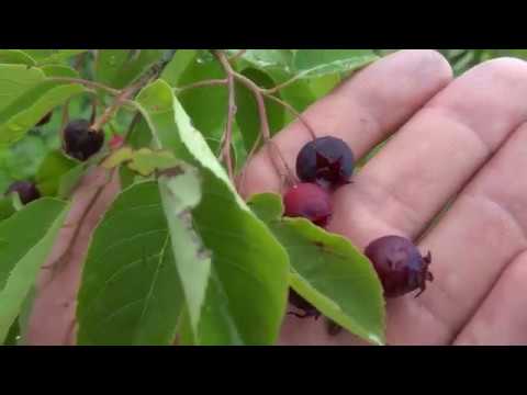 Afin Canadian (Amelanchier Alnifolia) Soiurile Smoky si Sleyt