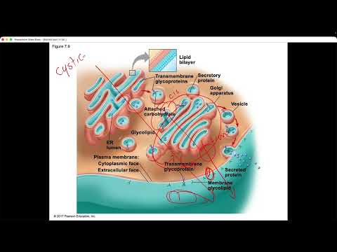 BIO105 Introductory Biology, Wed., Oct., 7th, David Champlin, USM