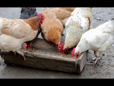 Complete Chicken Feeding Guide To Boost Egg Production | Best Poultry Nutrition Tips