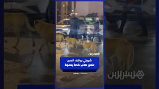 شرطي يوقف حركة السير لتمكين كلاب ضالة من العبور في طنجة thumbnail