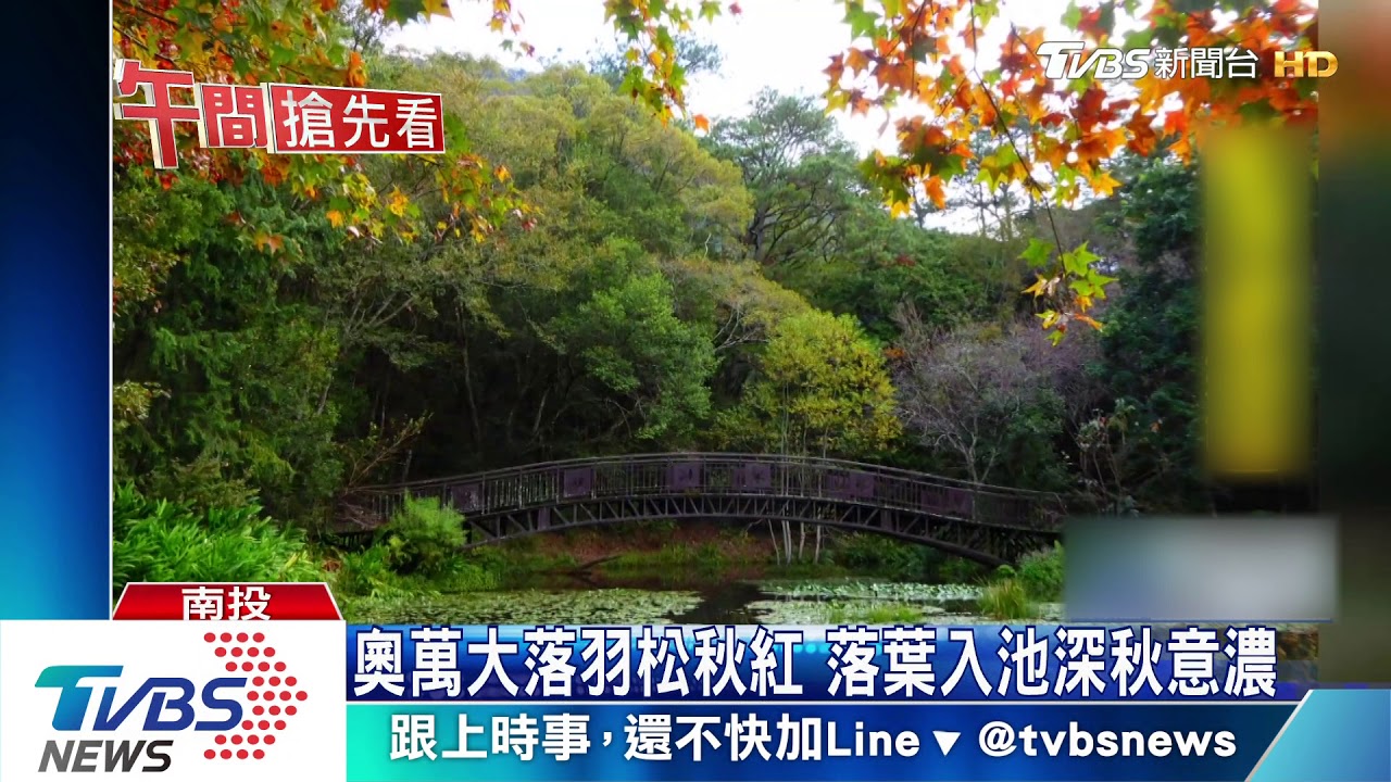 奧萬大落羽松秋紅 落葉入池深秋意濃