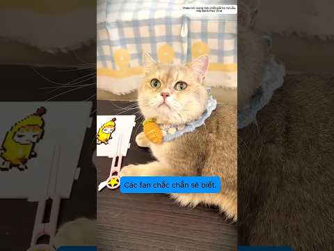 Mèo Chiêu Tài Hát Rap Siêu Ngầu! 🎤😎