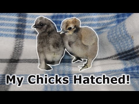 My Silkie Chicks Hatched!