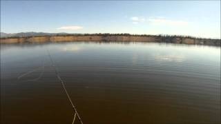 preview picture of video 'Gobages de  gulpers truites arc en ciel sur Hebgen lake  - trip pêche à la mouche Montana 2012'