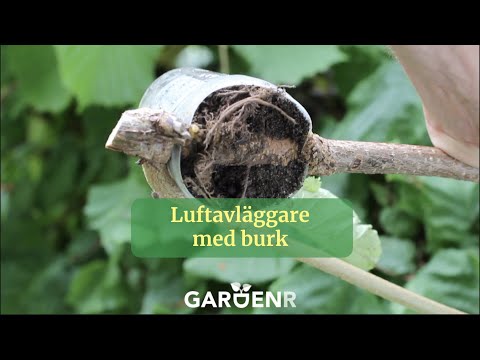 Air-layering with a jar, get ready-to-plant plants - Gardenhacks by GardenR